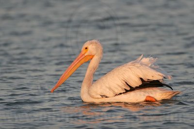 _MG_3088 American White Pelican.jpg