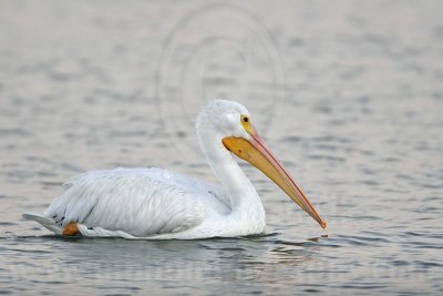 _MG_3215 American White Pelican.jpg