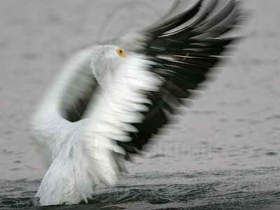 _MG_3327 American White Pelican.jpg