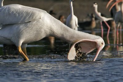 _MG_3515 American White Pelican.jpg