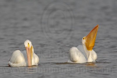 _MG_6227 American White Pelican.jpg