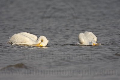 _MG_6236 American White Pelican.jpg