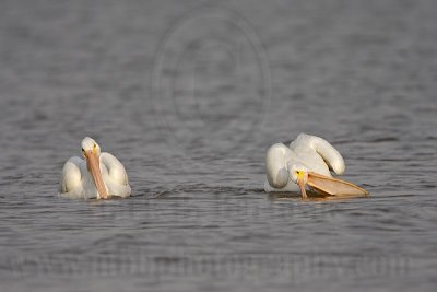_MG_6256 American White Pelican.jpg