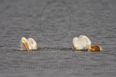 _MG_6257 American White Pelican.jpg