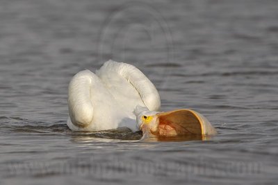 _MG_6257crop American White Pelican.jpg