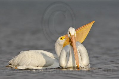 _MG_6260 American White Pelican.jpg
