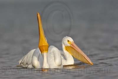 _MG_6264 American White Pelican.jpg
