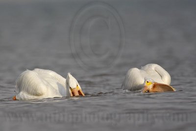 _MG_6272 American White Pelican.jpg