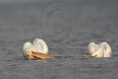 _MG_6275 American White Pelican.jpg