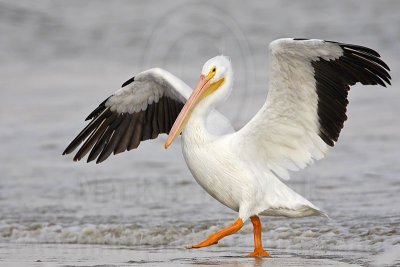 _MG_6302 American White Pelican.jpg