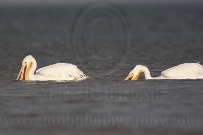 _MG_6325 American White Pelican.jpg