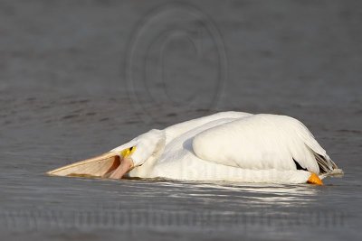 _MG_6390 American White Pelican.jpg