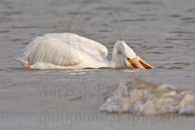 _MG_6416 American White Pelican.jpg