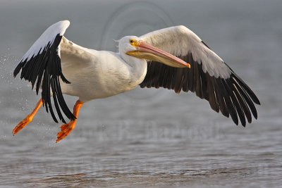 _MG_6420 American White Pelican.jpg
