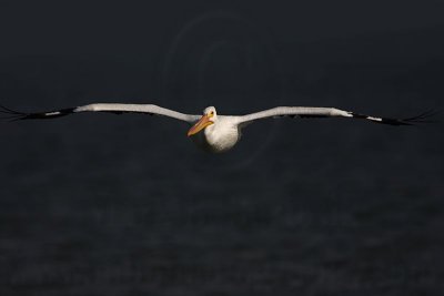 _MG_7943 American White Pelican.jpg