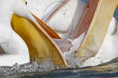 _MG_8123 American White Pelican.jpg