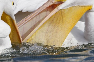 _MG_8124 American White Pelican.jpg