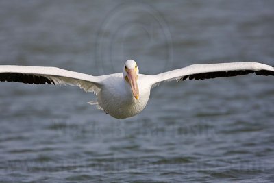 _MG_8175 American White Pelican.jpg