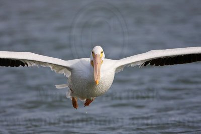 _MG_8179 American White Pelican.jpg