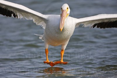 _MG_8183 American White Pelican.jpg