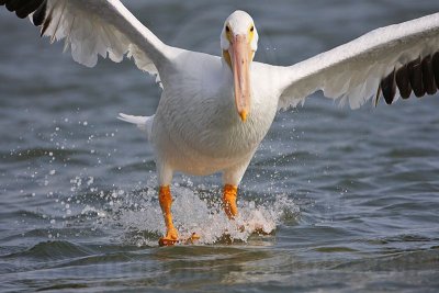 _MG_8185 American White Pelican.jpg