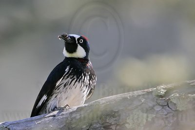 _MG_0982 Acorn Woodpecker.jpg