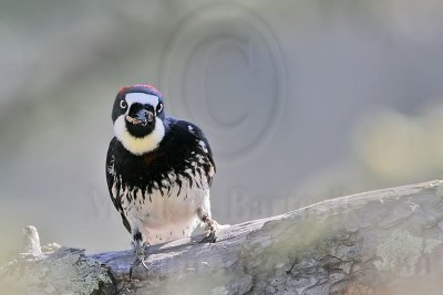 _MG_0987 Acorn Woodpecker.jpg