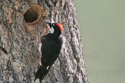 _MG_1006 Acorn Woodpecker.jpg