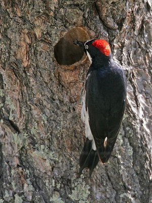 _MG_1009 Acorn Woodpecker.jpg