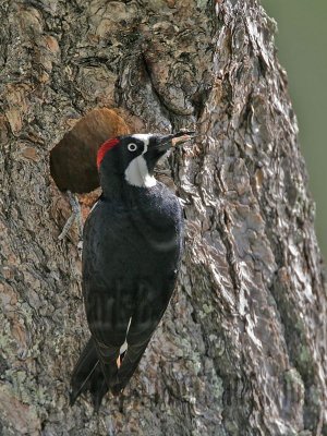 _MG_1011 Acorn Woodpecker.jpg
