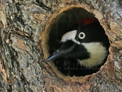 _MG_1303 Acorn Woodpecker.jpg