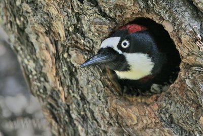 _MG_1311 Acorn Woodpecker.jpg