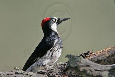 _MG_1318 Acorn Woodpecker.jpg