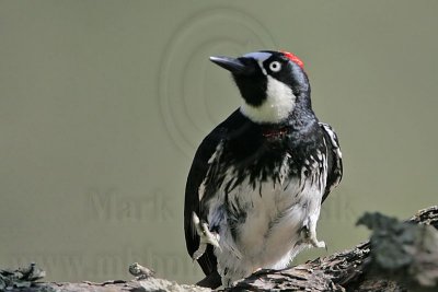 _MG_1325 Acorn Woodpecker.jpg