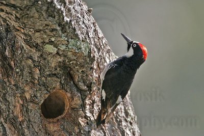 _MG_1423 Acorn Woodpecker.jpg