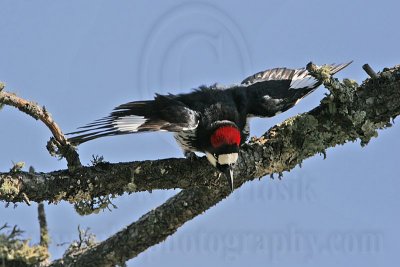 _MG_1508 Acorn Woodpecker.jpg