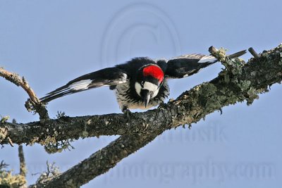 _MG_1509 Acorn Woodpecker.jpg