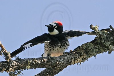 _MG_1511 Acorn Woodpecker.jpg