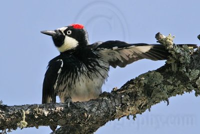 _MG_1512 Acorn Woodpecker.jpg