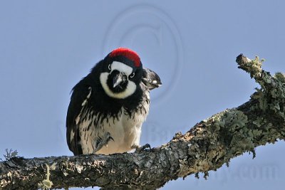 _MG_1514 Acorn Woodpecker.jpg