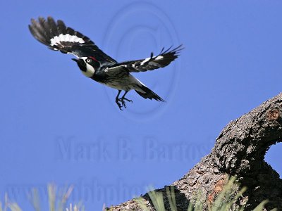 _MG_2069 Acorn Woodpecker.jpg