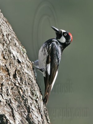 _MG_2428 Acorn Woodpecker.jpg