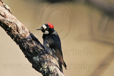 _MG_3126 Acorn Woodpecker.jpg