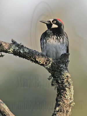 _MG_3132 Acorn Woodpecker.jpg