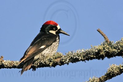 _MG_3195 Acorn Woodpecker.jpg