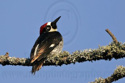 _MG_3202 Acorn Woodpecker.jpg