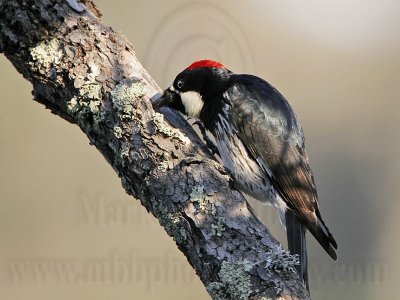 _MG_3228 Acorn Woodpecker.jpg
