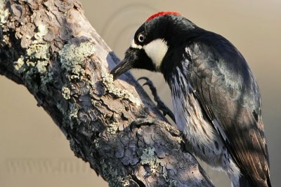 _MG_3229 Acorn Woodpecker.jpg