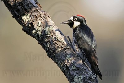 _MG_3232 Acorn Woodpecker.jpg