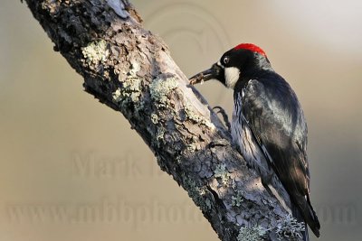 _MG_3237 Acorn Woodpecker.jpg